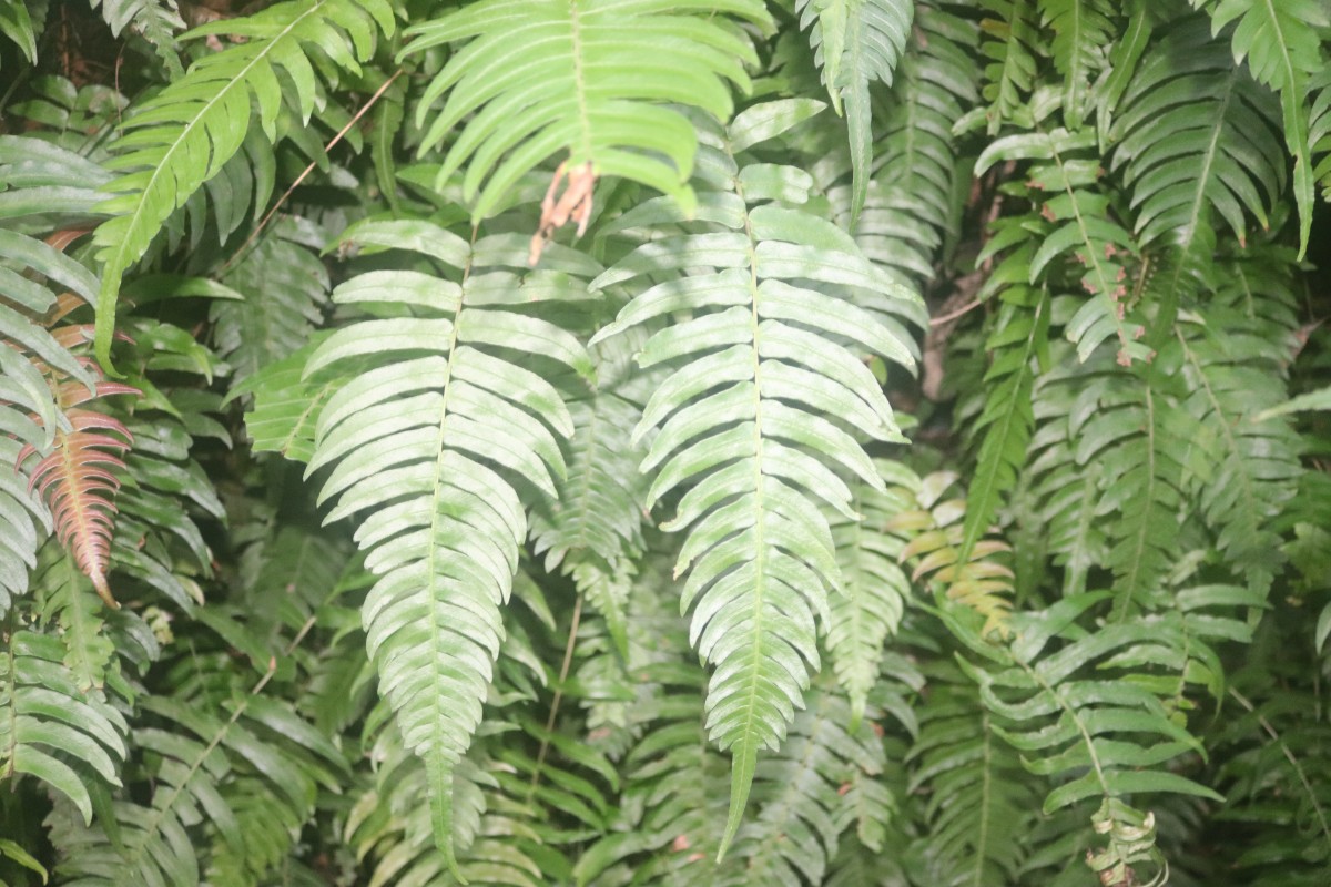 Blechnum occidentale L.